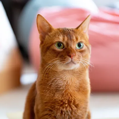 晴空萬里的沙龍