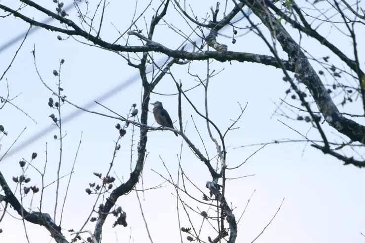 Sri Lanka white-faced Starling 斯里蘭卡獨有種