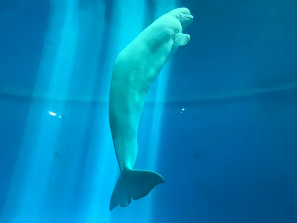 ◎白鯨具高度群居性，會形成個體間聯繫極為緊密的群體◎