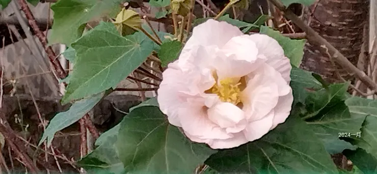 山上宿舍旁的芙蓉花