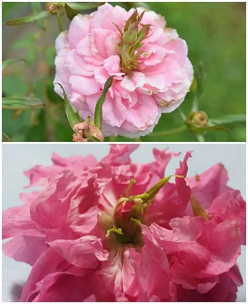 (上)玫瑰花上花&nbsp;  (下)八重櫻花上花