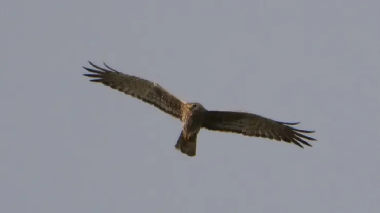 正面看有點想貓頭鷹