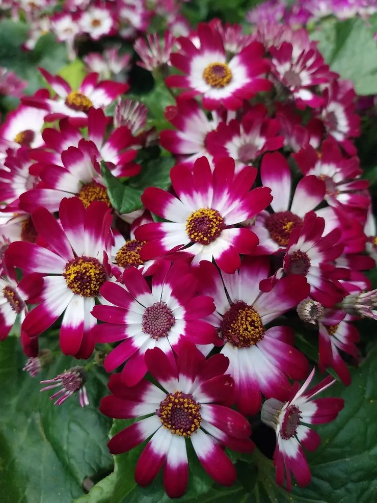 瓜葉菊Pericallis hybrida