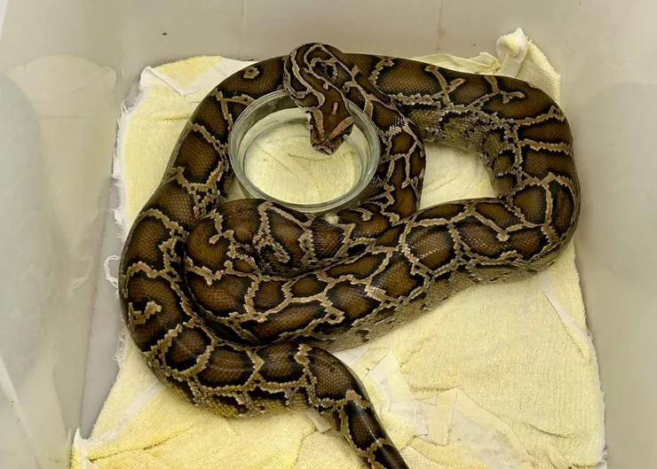 圖06 也救治蛇...(我怕怕)