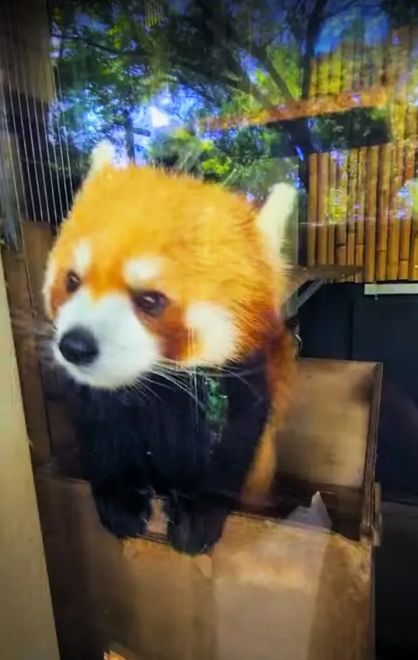 上野動物園貓熊