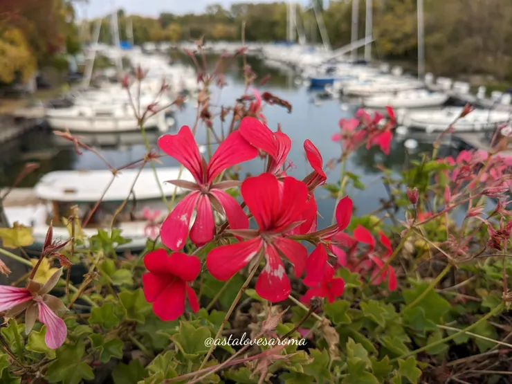 在多倫多群島遇見的紅色天竺葵