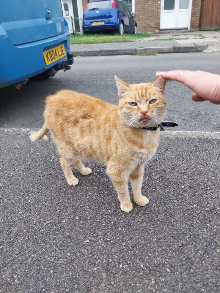 大家好,我是阿橙,要來介紹自己吧,沒問題。我是一隻橘貓所以叫阿橙哦。