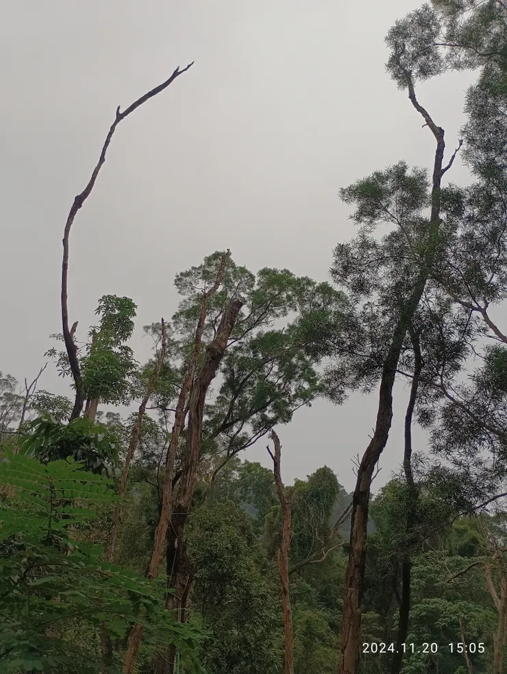 日昨山登林空濛