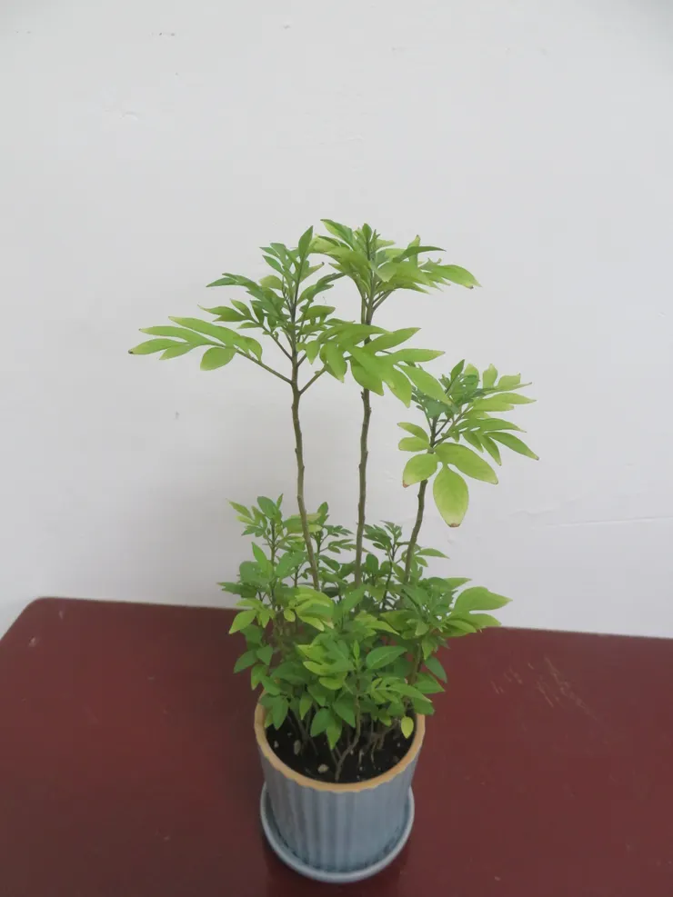 大安社大113.05.10