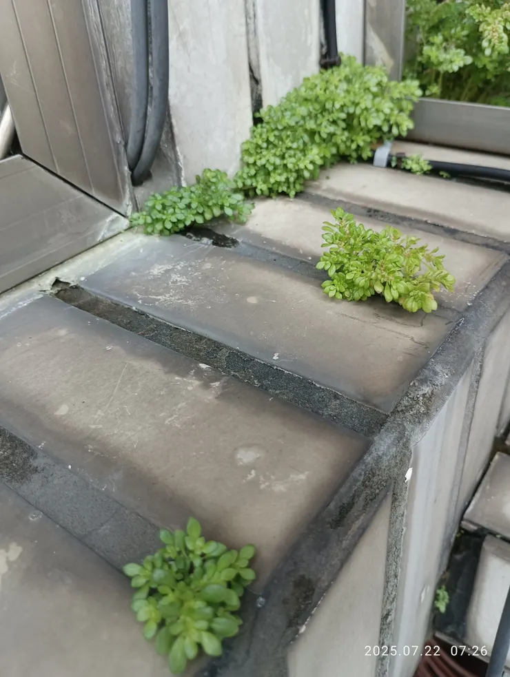 近日雨霖霖，小葉冷水麻於磚牆萌生