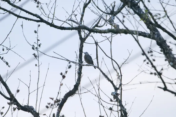 和其他椋鳥不同，不愛群居的Sri Lanka white-faced Starling