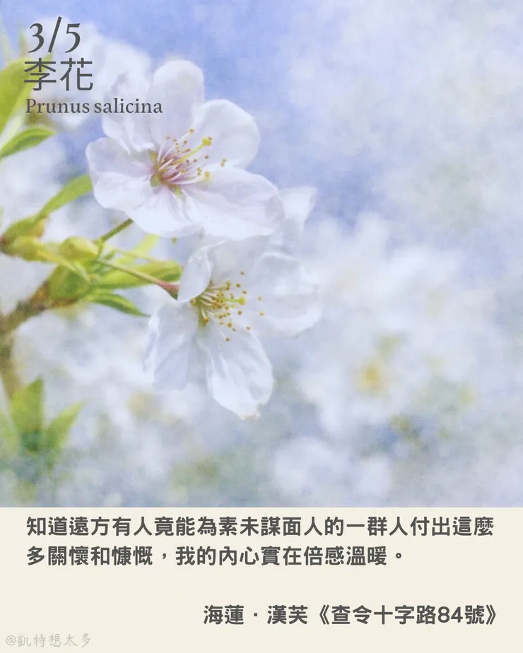 3/5 《一日一花・一句》  知道遠方有人竟能為素未謀面人的一群人付出這麼多關懷和慷慨，我的內心實在倍感溫暖。  海蓮．漢芙《查令十字路84號》