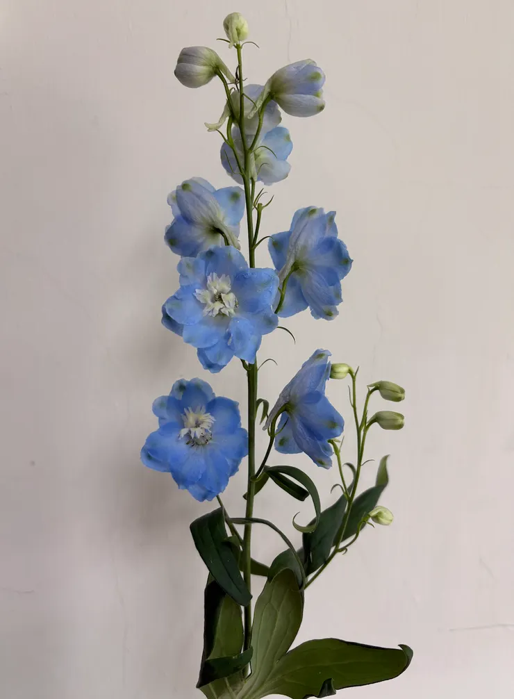 美麗的藍色小飛燕