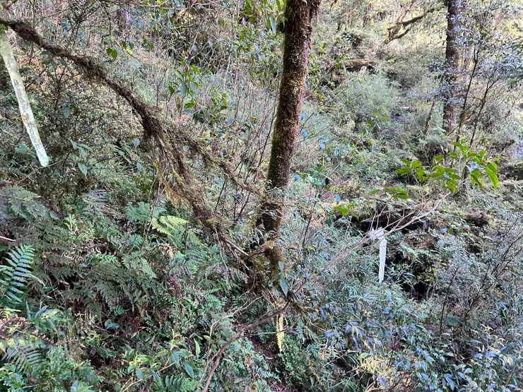 林務局黃色布條標示方向疑似有誤，應繼續向前勿爬坡(白色布條處)