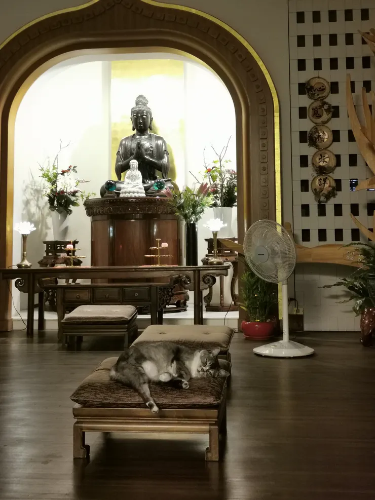 圖為印儀學苑的貓