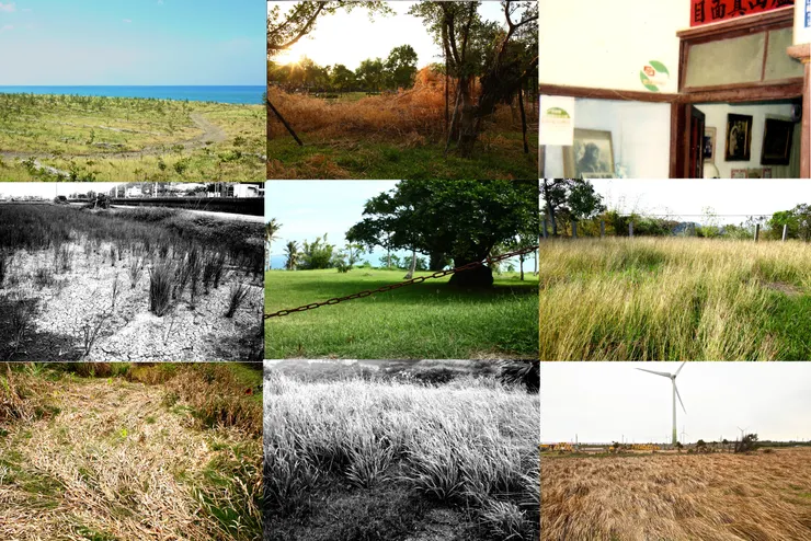 倒是明白意識到自己經常拍攝荒草，死心塌地覺得它們在野地上隨便長都很好看。