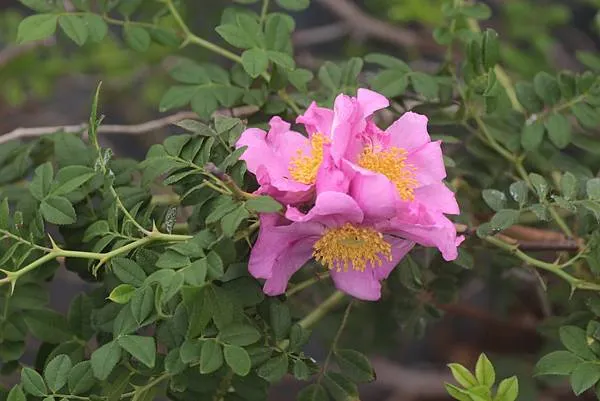 因為是在煮繭抽絲(就是所謂的繅絲)的時節(4-6月)開花，故名繅絲花