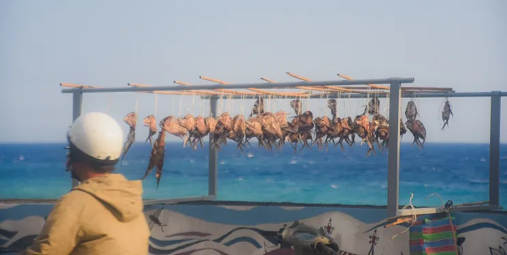 曬飛魚是當地神聖的一件事情。（筆者攝影）