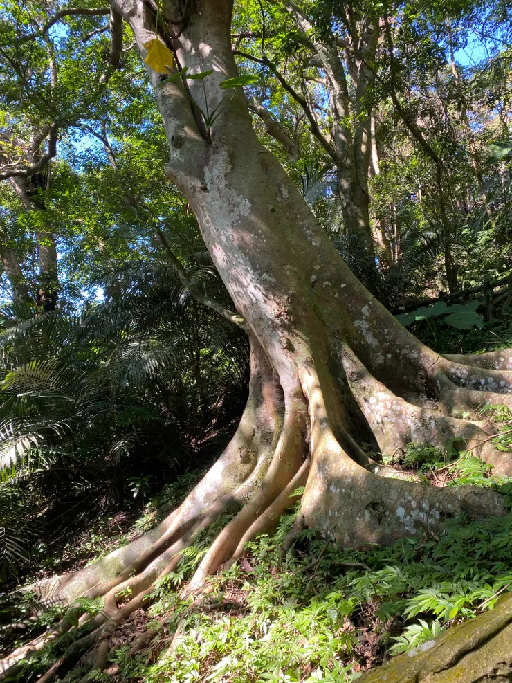 幹花榕大板根