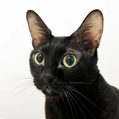 本來想嘗試加一些設備的開箱文到VOCUS的 ...