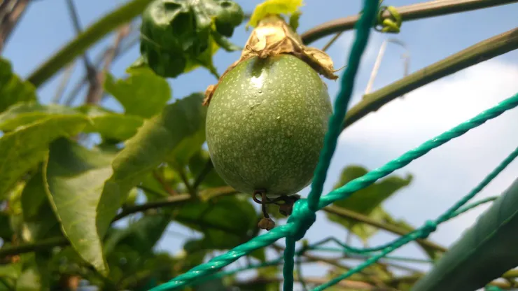 百香果結果:人生種植的第一次