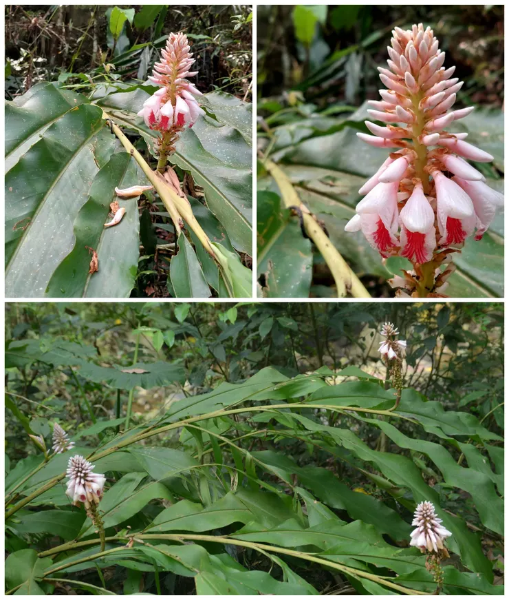 四月的中寮山林，盡是這種花序向上的普來氏月桃