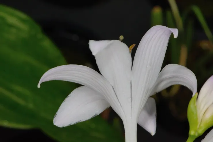玉簪花Hosta plantaginea