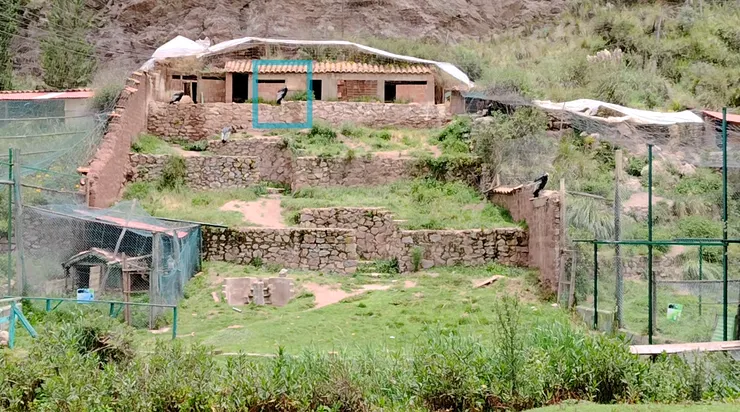 藍框這隻是老大