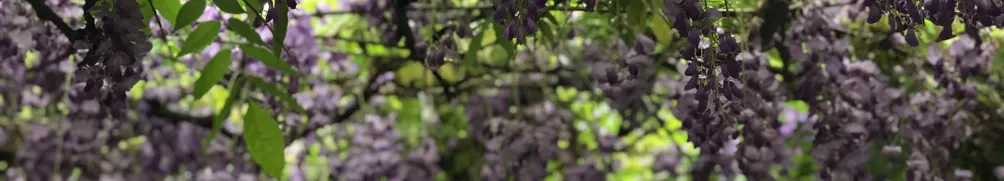 洞裡的安妮亞的沙龍