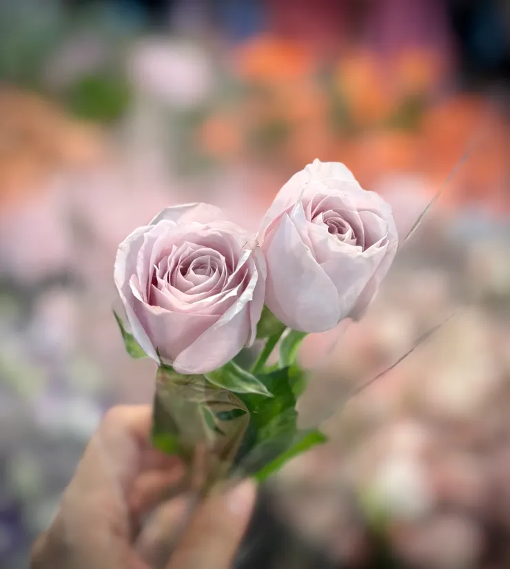 粉紫玫瑰有戀愛的感覺