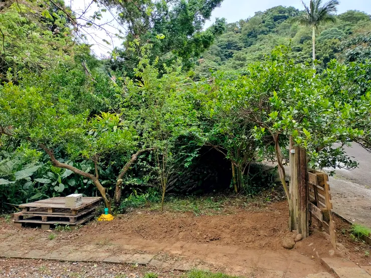 徒手拔光的眾多雜草,接下來還需要整地,就可以種上有經濟價值的作物了