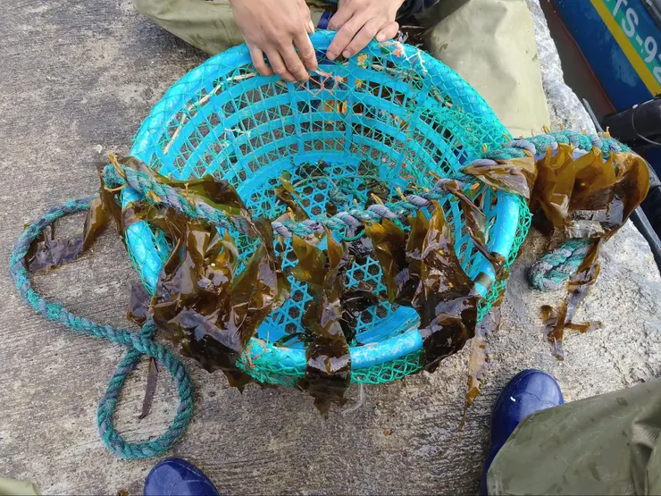 剛購入的昆布幼苗，色澤較綠，長50公分左右，掛養5個月後，即可長至2公尺，呈現深褐色。（王家凌/照片提供）