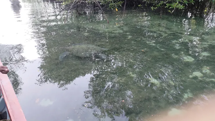 ▲探索紅樹林與海龜。