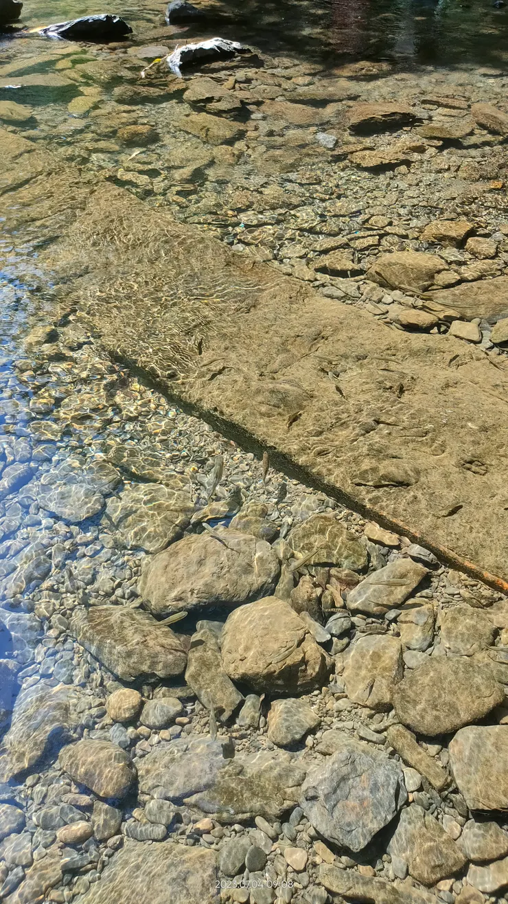 水中的魚蝦很多,清澈見底