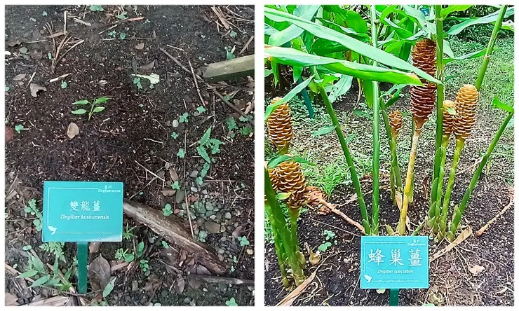 雙龍薑及蜂巢薑