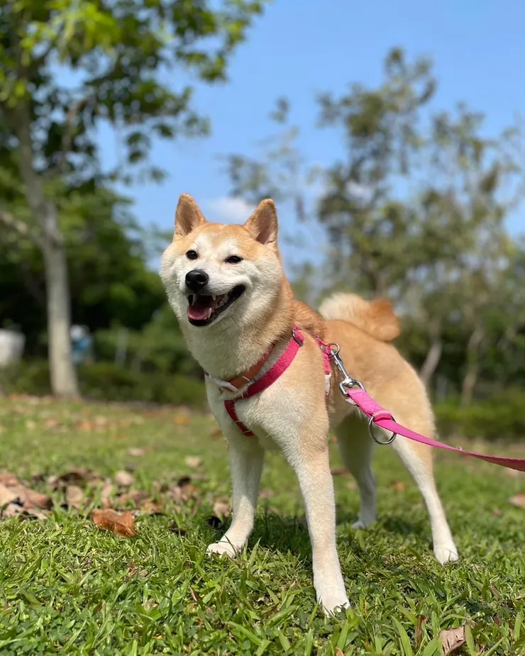 圖三:當天狗旅館傳來我家柴柴