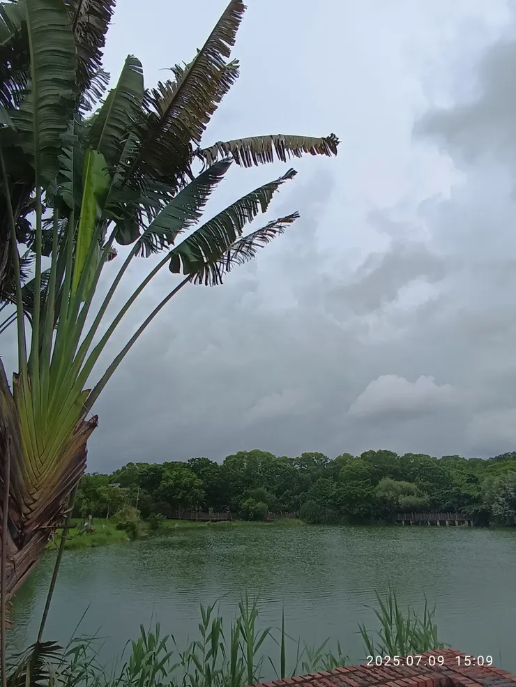 漫憶繡林不曾晴