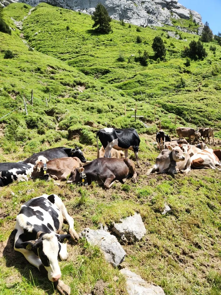 有人說:皮拉圖斯山賞野山羊也是山上美麗的風景之一，我未見野羊，倒是牧場牛隻很多