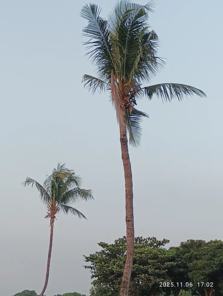 椰自高來傲群樹