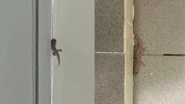 左：大門出沒；右：浴室出沒