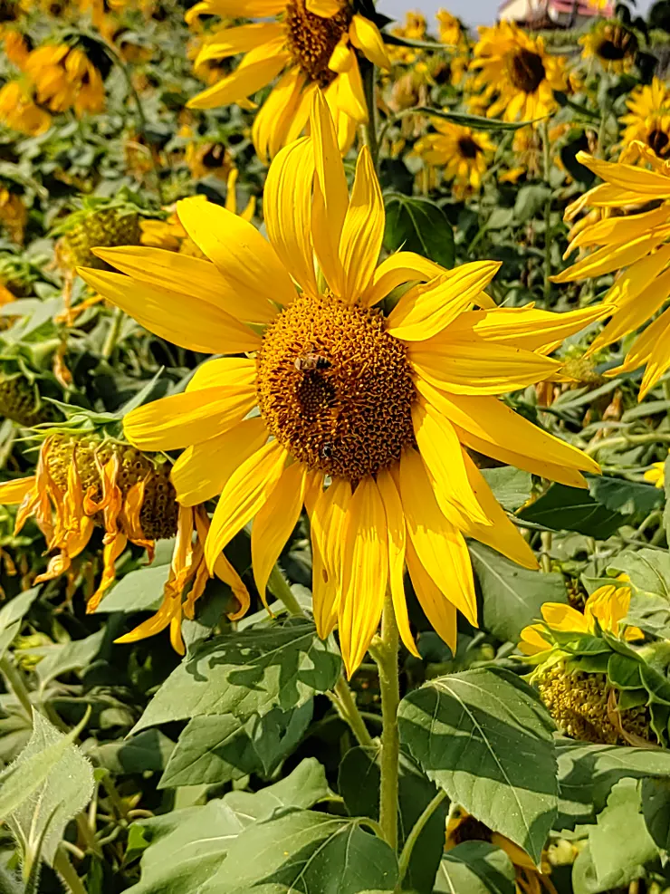 超大朵的向日葵