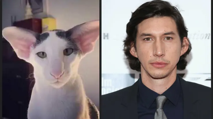 沒什麼事，就是讓你看亞當崔佛和東方短毛貓長得有多像