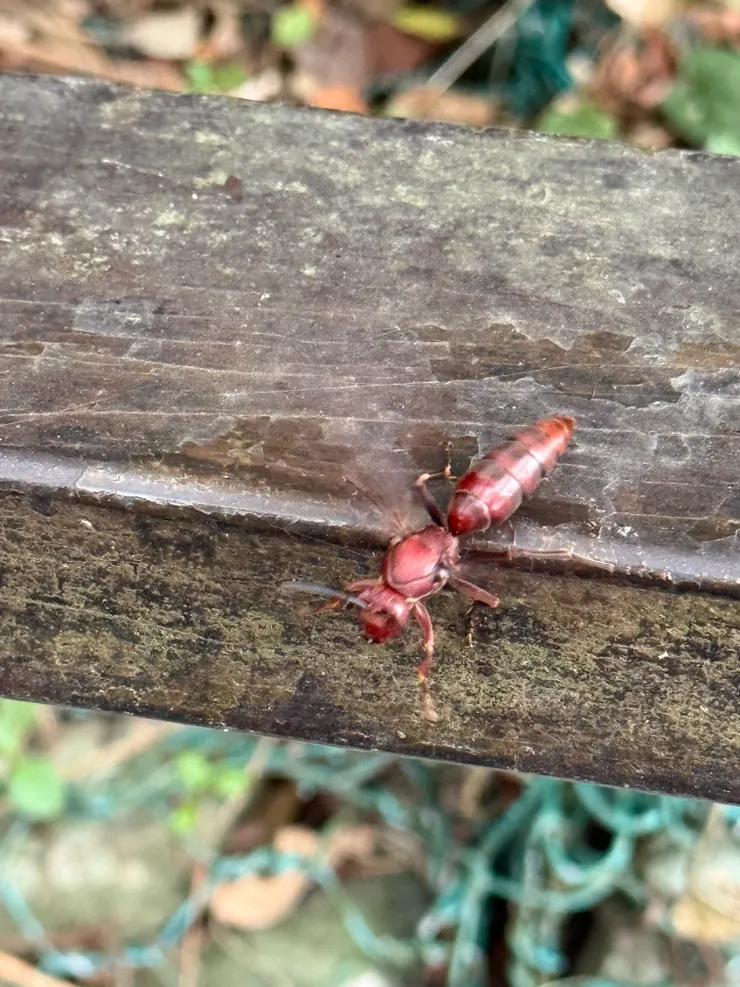 2025/09/29 不知道什麼蟲