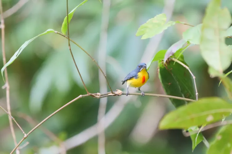 紅胸鋸齒啄花鳥 Crimson-breasted flowerpecker