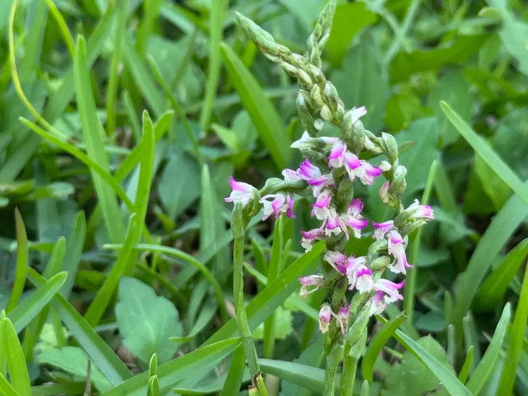 臺灣最迷你的蘭花