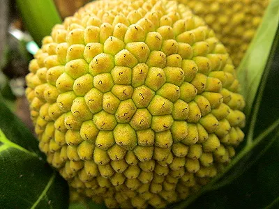 src