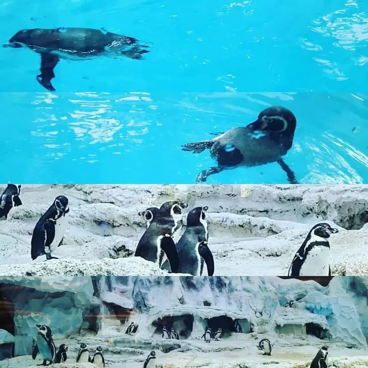 早上吃早餐隔著玻璃照的；我還吃到企鵝造型包子