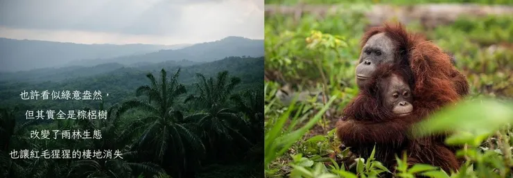 棕梠樹看似一片綠意，卻讓熱帶雨林與物種棲地逐步消失。
