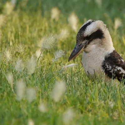 山姆澳打 Youtube Vlog