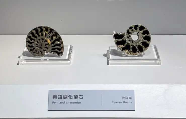 黃鐵礦化菊石(Pyritized Ammonite)